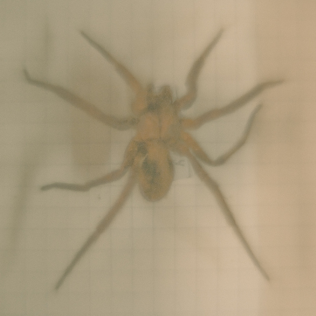 Mygalomorphae (Tarantula). Natural History Museum. Image courtesy of the artist and Kristin Hjellegjerde