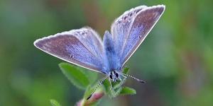 Join In The Big Butterfly Count