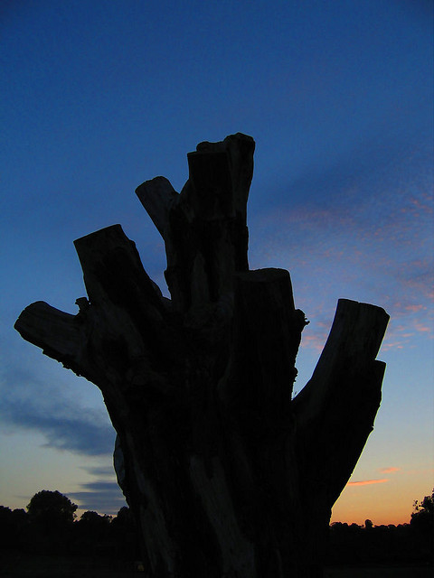 Tree time by MindSpigot (Dartmouth Park).