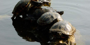 'Voracious' Terrapins Removed From Park