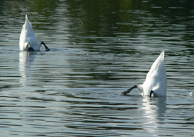 Kensington Gardens Round pond, by Luca Bardazzi 