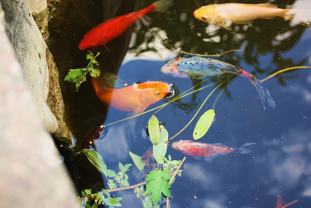 Colourful fish pond, by Stephanie Sadler