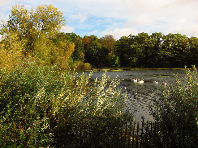 Highgate pond, by Laura Nolte 