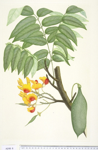 Castanospermum austral 
Sydney Parkinson [after]
Print
The Trustees of the Natural History Museum Alecto Editions
