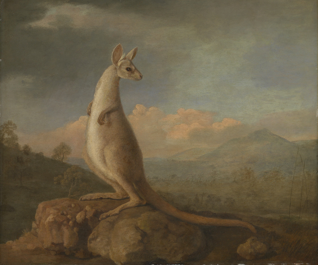 The Kongouro from New Holland (Kangaroo)	
by George Stubbs, 1772
Oil on mahogany panel
National Maritime Museum, London
