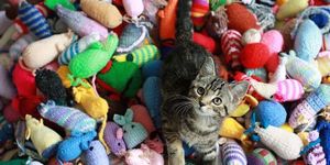Knit Toys And Blankets For Battersea Cats