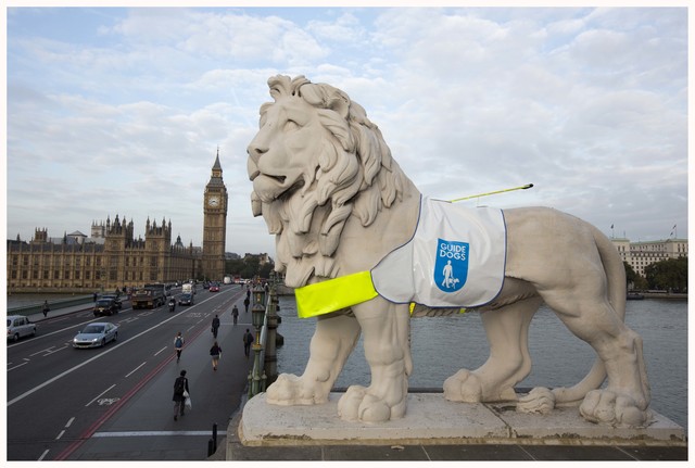 (c) gretel ensignia, gretel_ensignia@hotmail.com, 07783620234
The historic stone lion on London's South Bank is standing out for Guide Dogs this week as it proudly wears one of the charity's iconic harnesses. The statue, which looks out across the Thames and Westminster, is sporting the high viz installation as part of the celebrations for Guide Dogs Week (4-12 October).
Find out how you can take part in a number of Let's Glow activities happening during Guide Dogs Week, by visiting: www.guidedogs.org.uk/guidedogweek
02.10.2014