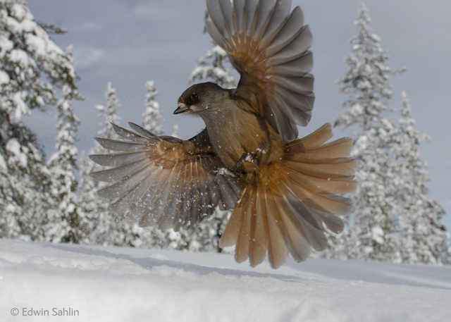 The photographer dug a pit in the snow and used cheese and sausages to encourage this Siberian jay to swoop down.