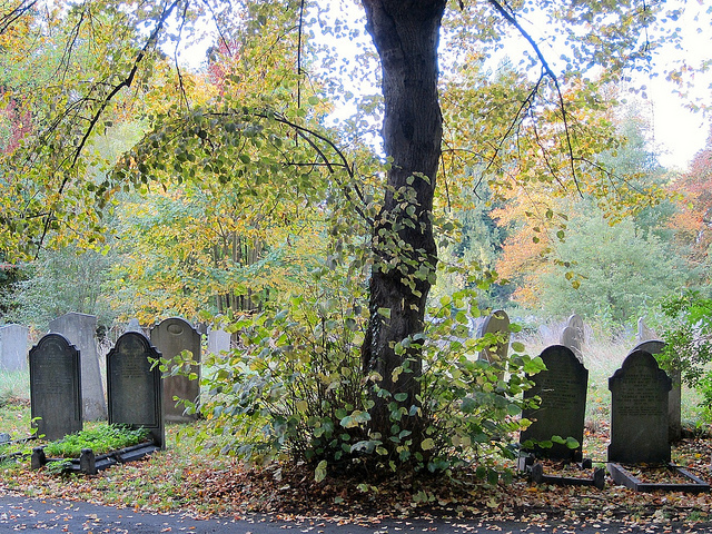 Autumn in Brockley Cemetery, by Andy Worthington