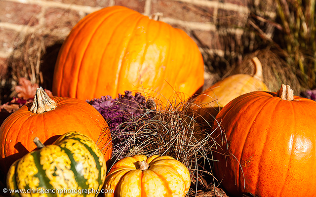 Squashes at Kenwood House, by Chris Kench Photography