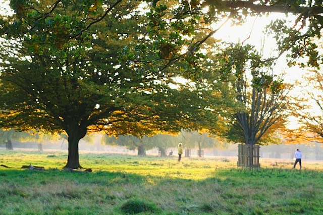A misty Bushy Park, by Peter Denton