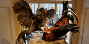 Creative Taxidermy In Mayfair