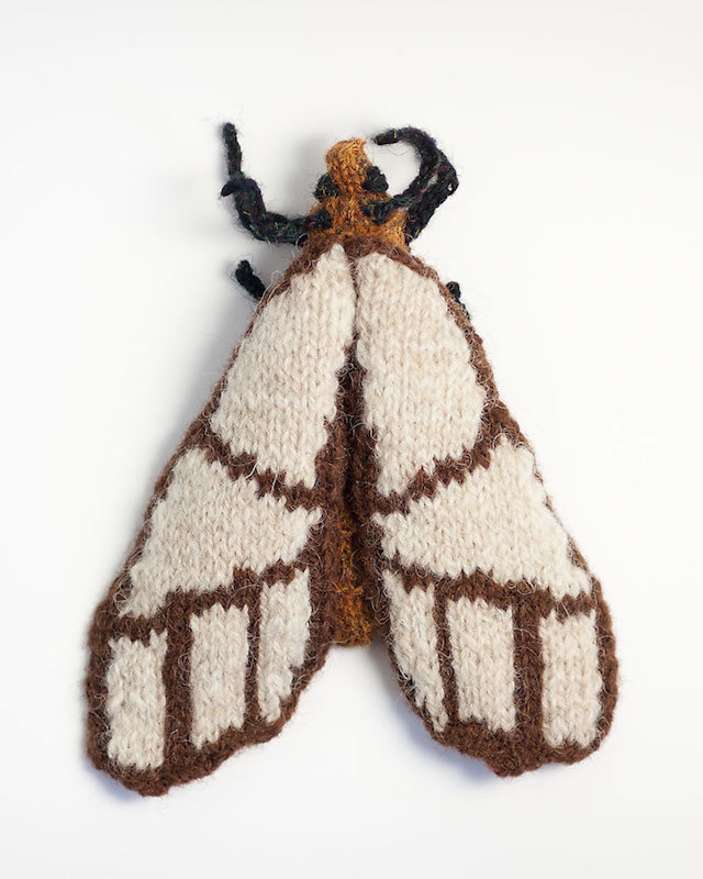 anaphe-panda-moth.jpg