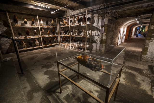 Shelves of the taxidermied chickens used in this artwork. © Koen Vanmechelen. Photo: Alex Deyaert