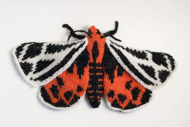 ornate-tiger-moth.jpg