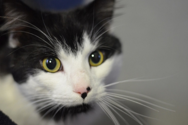 Ali is a two year old male Domestic Medium-Haired cat who loves the great outdoors.
