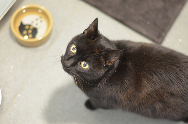 Aside from having the best name of the bunch, 11 year old Buddy Holly is sadly back at Battersea for a second time, having been re-homed previously. He just wants a quiet retirement.