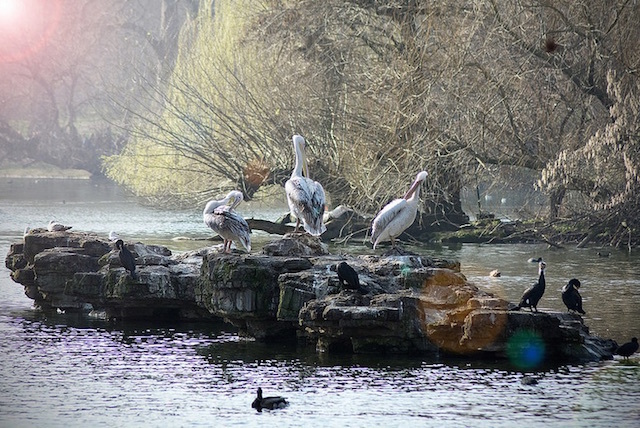 A mixture of birds in St James's Park in spring last year. Photo: David Abbs