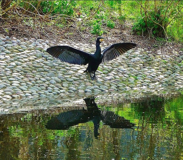 A cormorant drying his wings in Mile End Ecology Park. Photo: helenoftheways