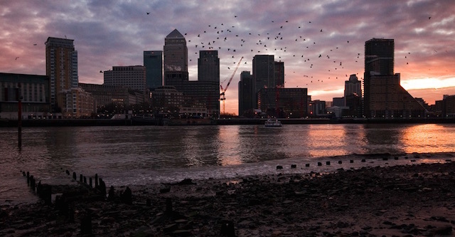 Birds take off from the shore opposite Canary Wharf. Photo: Joe Dunckley