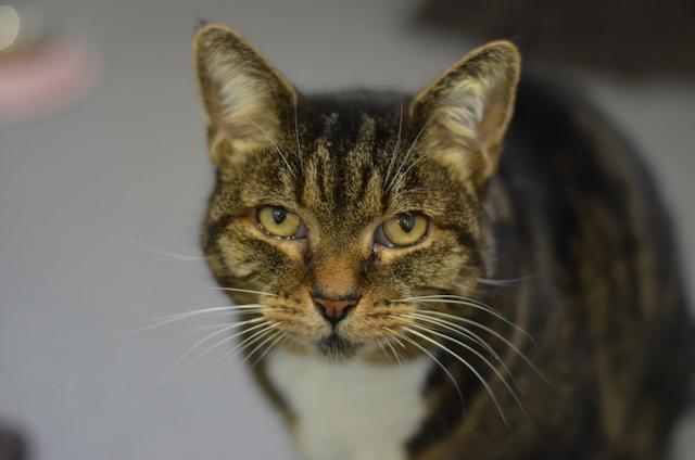 Maude is a 10 year old Domestic Short-Hair cat who would fit into a home without children or other pets.