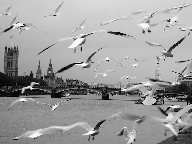 Herring gulls on the Albert Embankment in Vauxhall in 2012. Photo: Melanie Stanton