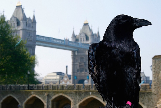 A raven at the Tower of London. Legend has it that the Tower, and the kingdom, will collapse if the ravens ever leave the Tower. Photo: Michael Garnett