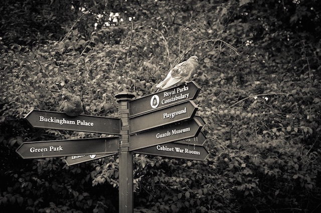 "Which way to Birdcage Walk, mate?" Photo: Palash Mitra