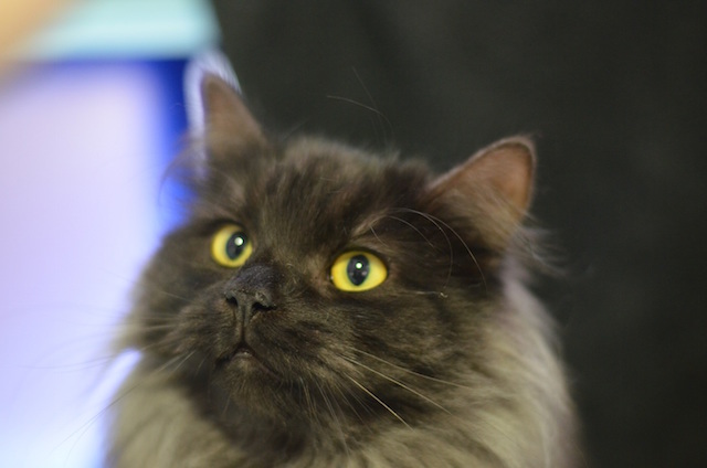 Pepsi, a one year old Domestic Long-Hair cat will need regular grooming to keep his coat in tip-top condition.