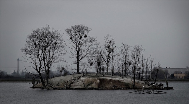 Bird Island in Walthamstow. Photo: Peter H