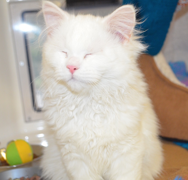 Kitten Sushi is only five months old. He is deaf, so needs to be an indoor cat for his own safety -- but can go outdoors in enclosed spaces.