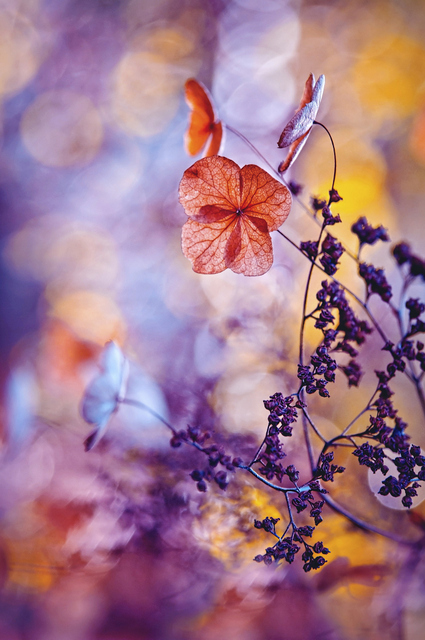 The overall winner is this delicate Hydrangea caught in a sea of colour behind it.  Copyright Magdalena Wasiczek.