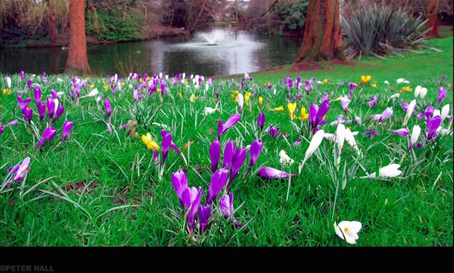 Springfield Park in 2011;. Photo: Peter Hall