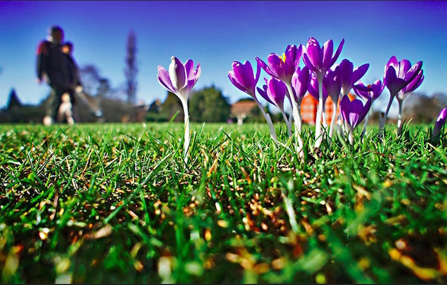 Kew Gardens in 2011. Photo: Where The Art Is