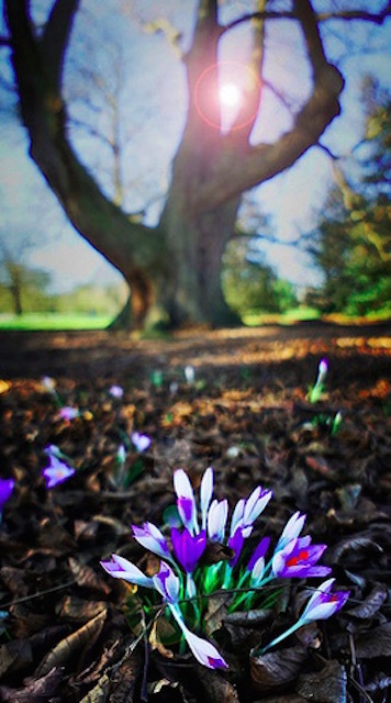 Kew Gardens in 2011. Photo: Where The Art Is