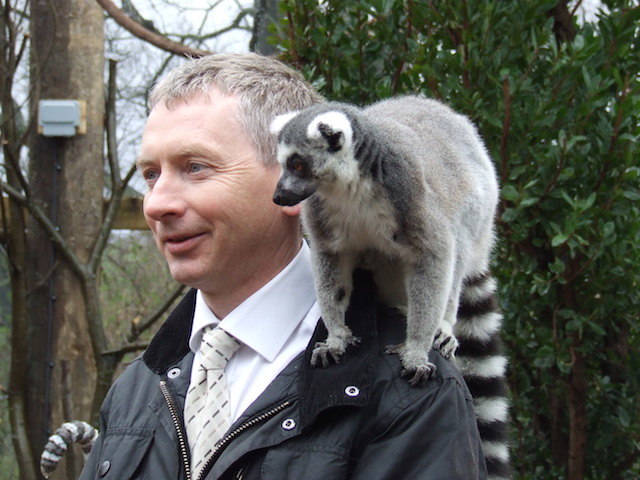 A lemur takes a shine to ZSL Curator of Mammals Malcolm Fitzpatrick (visitors aren't allowed to touch the lemurs).