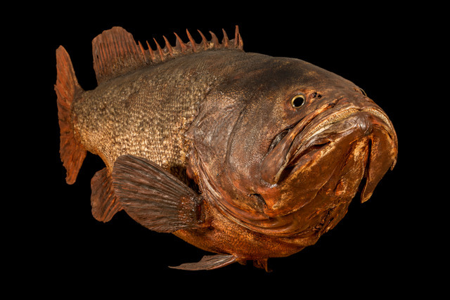 This giant grouper is impressively large, yet undeniably dead. © NHM, London