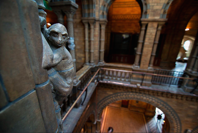 There are 78 monkeys climbing the arches at the Natural History Museum. Photo: John Willoughy (2014)