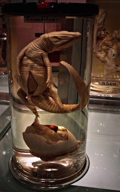 A Nile Crocodile at Hunterian Museum, still attached by its umbilical chord to the yolk sac. Photo: O.F.E (2011)
