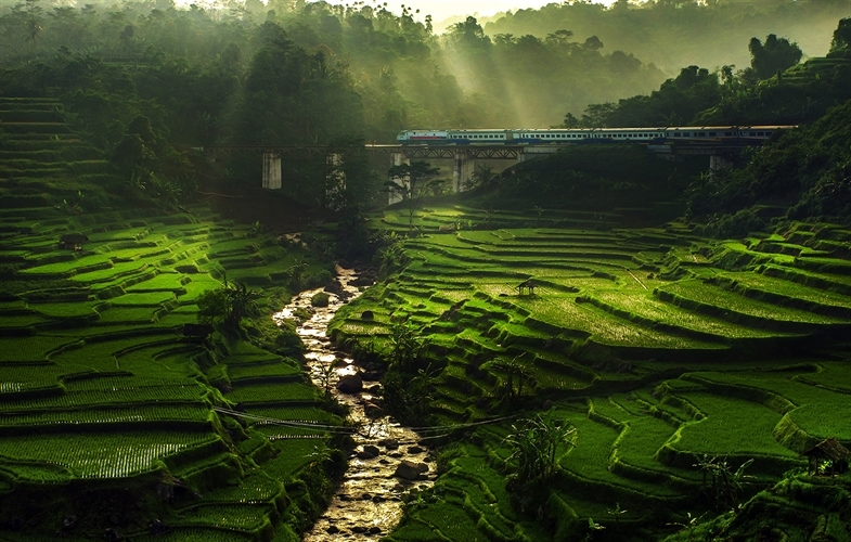 Rice fields and a train lit by the sun's rays. Copyright Ismail Abdul Mutalib.