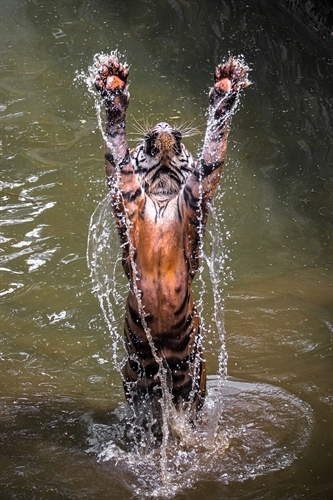 A perfectly timed shot. Copyright Lessy Sebastian. 