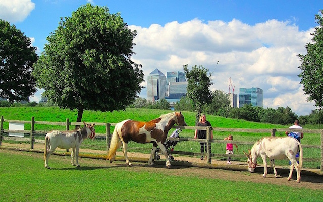 Horses and donkeys at Mudchute Farm on the Isle of Dogs, with Canary Wharf in the background. Photo: Andy Worthington (2012)