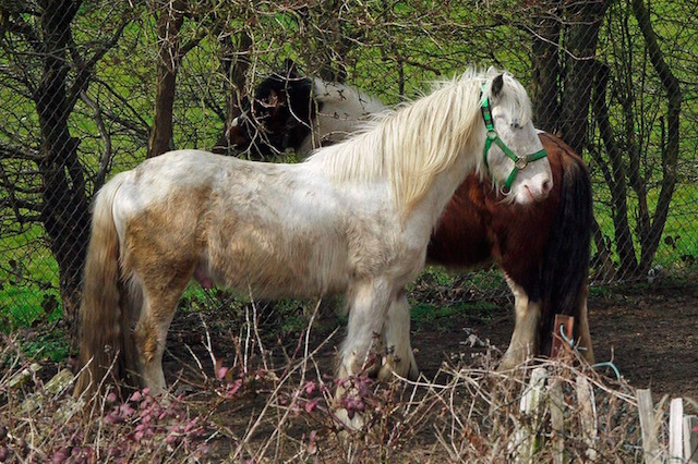 Two Hampton horses. Photo: cdb41 (2015)
