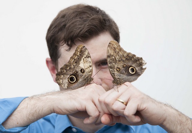 A pair of owl butterflies.