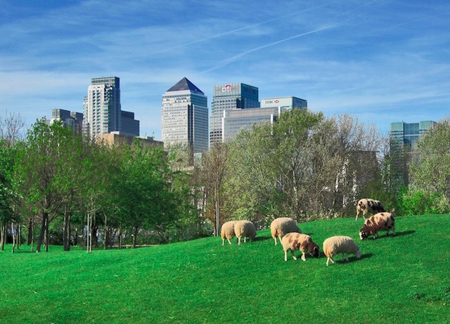 Mudchute City Farm with Canary Wharf in the background. Photo: Anna J (2011)
