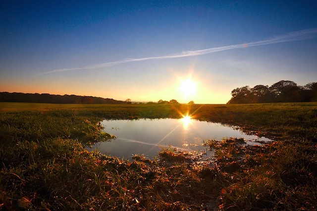 Oxleas Common, Falconwood. Photo: Conal Jones (2012)
