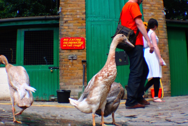 Hackney City Farm. Photo: Fabio Lugaro (2010)