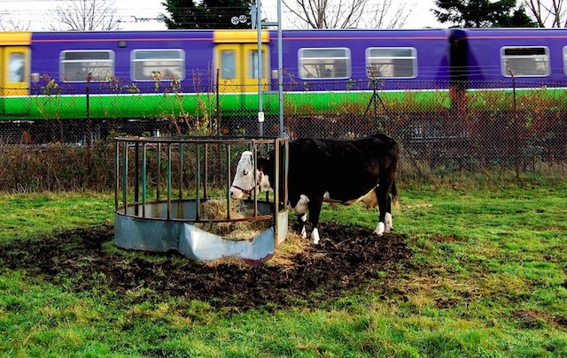 Kentish Town City Farm. Photo: Geoff Holland (2008)