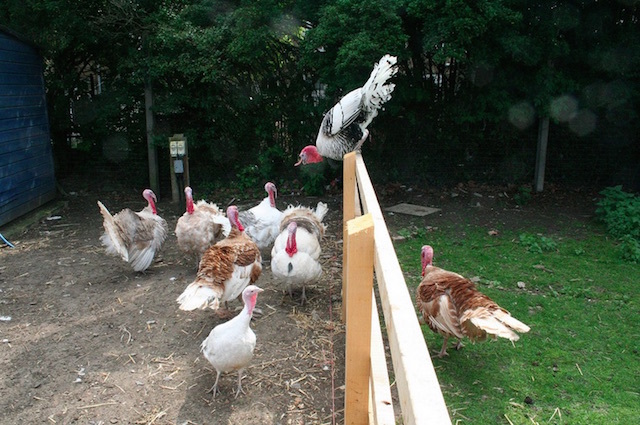 Brooks Farm in Leyton. Photo: IanVisits (2011)