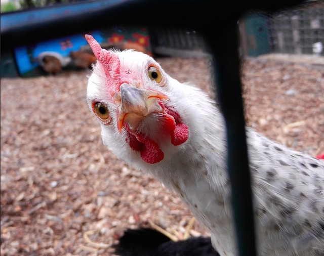 Someone didn't like having their photo taken at Vauxhall City Farm. Photo: Melanie Stanton (2012)
